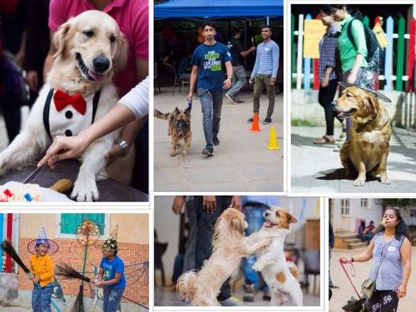 When Bengaluru pets celebrated Halloween with their parents