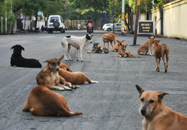 108-year-old out on morning walk mauled by dogs