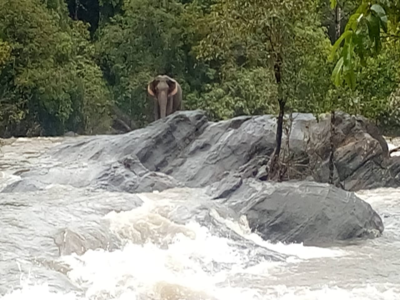 Photos: Dam shut to save drowning jumbo in Kerala