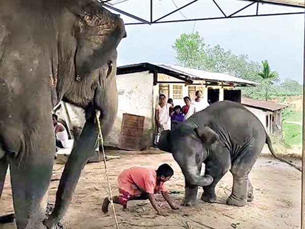 Jumbo, calf owned by ex-Assam MLA seized for killing 14-year-old