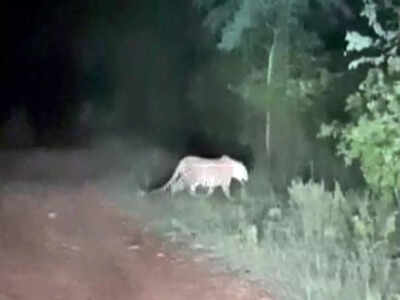 Big cats on prowl in Jayamangali blackbuck reserve