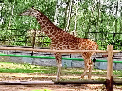 Swipe right: Will Gauri the giraffe find her partner?
