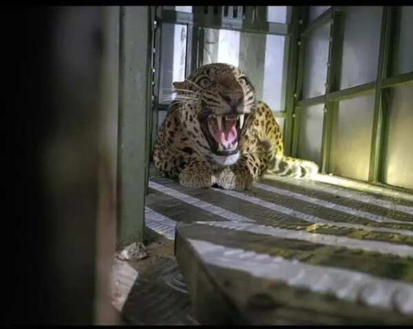 Leopard captured in Koradi Colony, another injures local biker nearby