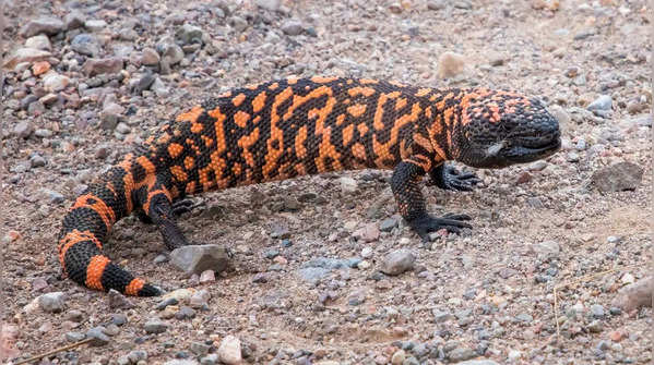 Meet the Gila monster