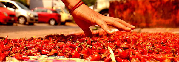 Khola chilli cultivation hit as early rains destroy seedlings