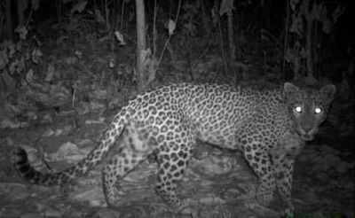 Man-eating leopard killed in Thane