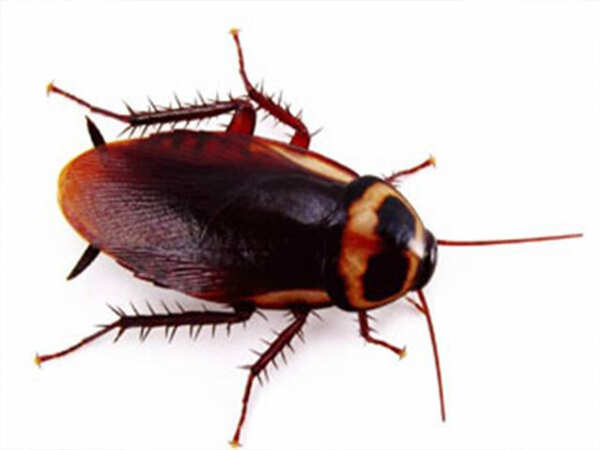 A techie's creepy, crawly sex life