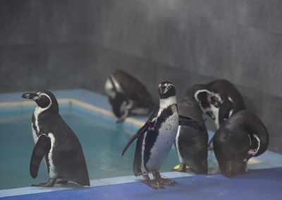 Mumbai Zoo: Sneak Peek into Byculla’s Humboldt Penguins Enclosure