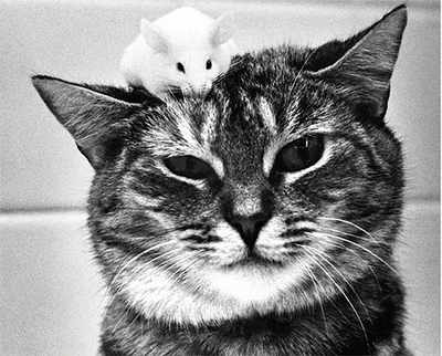 The rat who loved cats