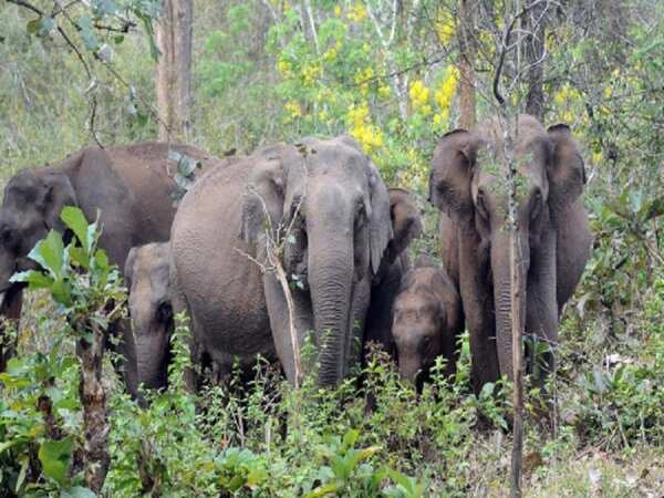 Elephant carries off man relieving self in open