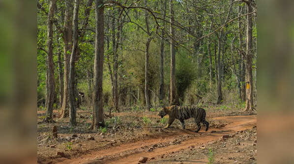 Tadoba-Andhari Tiger Reserve, Maharashtra