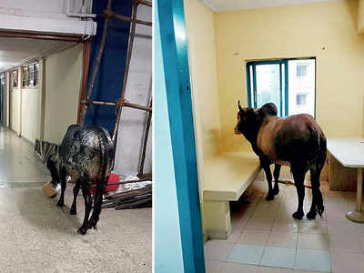 Moo Indigo: Safety concerns over cattle inside IIT-B