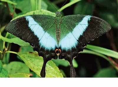 Butterfly park records four more species
