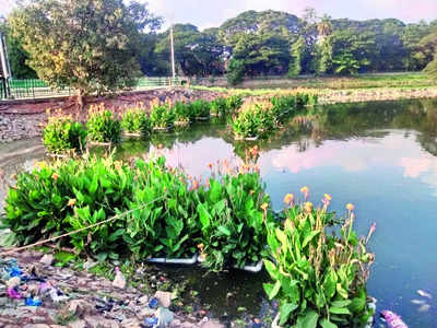 Wetlands keep Halasuru Lake clean and aesthetic