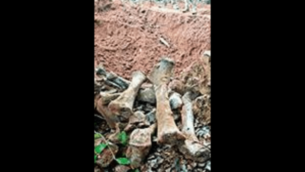 Jumbo carcass remnants found in Angul forest
