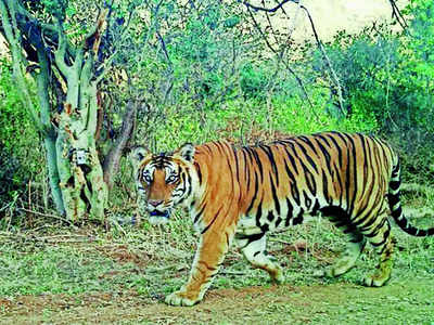 Tiger reserves gear up for future droughts