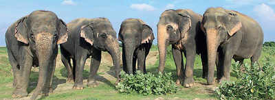 Karnataka: Jumbo struggle: Poaching and human-elephant clashes due to habitat loss threaten species