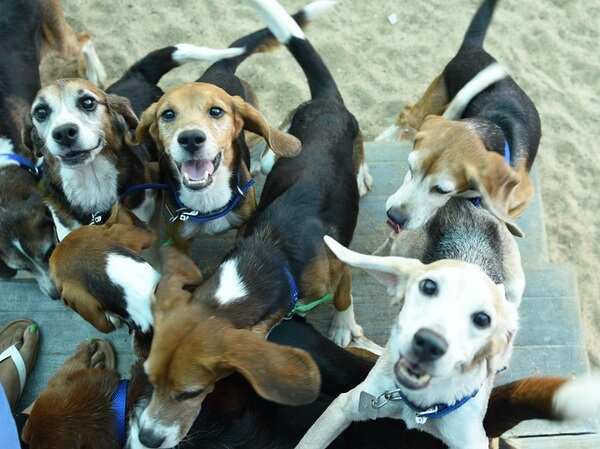 These retired lab beagles are learning to love and trust, one human at a time