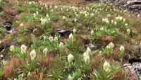 Watch: Brahma Kamal flowers start blooming in Uttarakhand’s Chamoli 