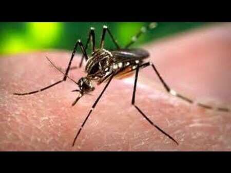 Dengue And Chikungunya : Dos And Don'ts