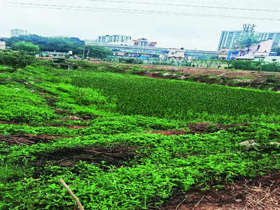 Drowned in sewage, algae, revived lake cries for help