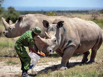 New embryo made of northern white rhino may keep species alive