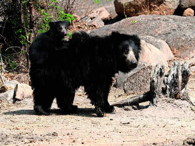 Walk on the wild side at bear rescue centre