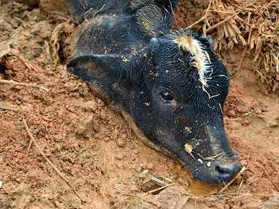 Karnataka: Six-month-old calf rescued in Kodagu after being buried neck-deep for seven days
