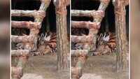 Siliguri’s Bengal Safari welcomes 3 tiger cubs 