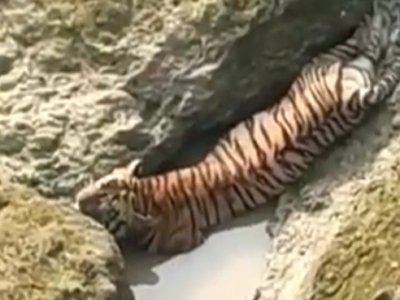 Tiger trapped between rocks for 12 hours in Chandrapur
