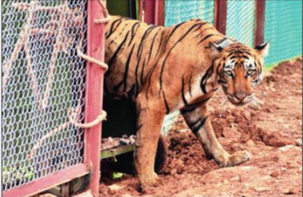 Green activists see red over relocation of a tigress in Rajasthan