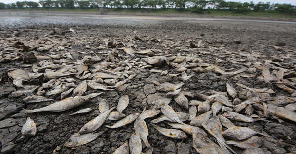 Lakhs fishes die in Indore due to civic body's folly