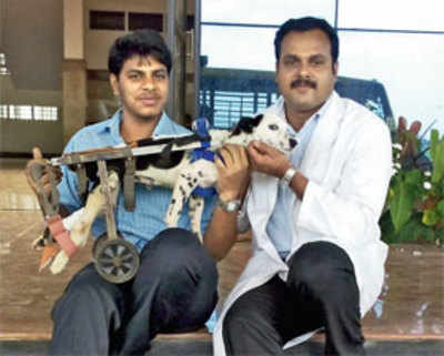 Cart designed for hind limb paralysed dogs, courtesy vet student