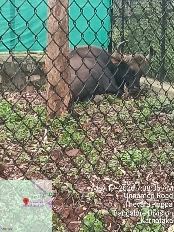 Blind gaur quarantined at Shivamogga zoo is recovering