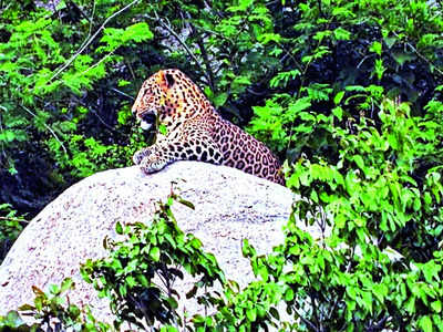 ‘Two big cats to remain in lifetime captivity at BBP’