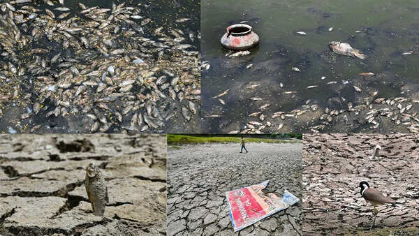 Something fishy at Delhi's Sanjay Jheel