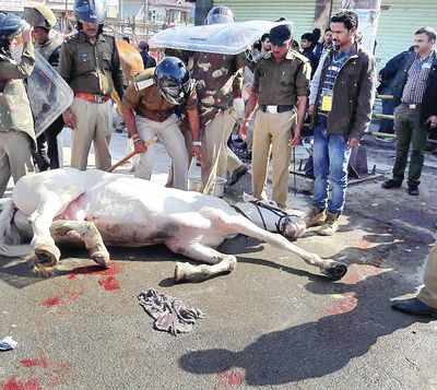 Police horse 'Shaktiman' dead
