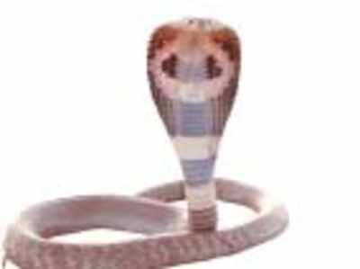 Man tries to marry cobra, believing it’s ‘reincarnation of a beautiful woman’