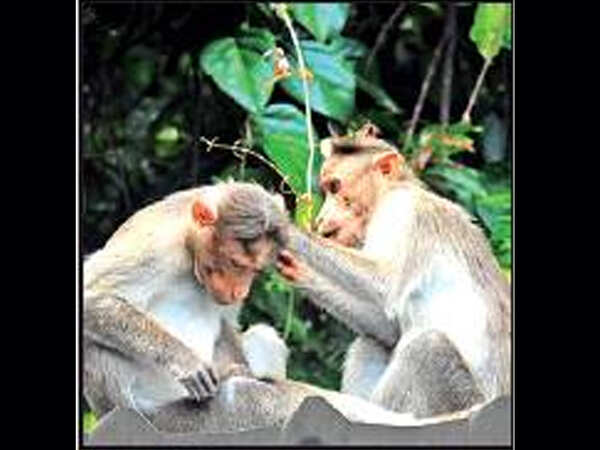 Rehab centre for monkeys soon in Kalpetta