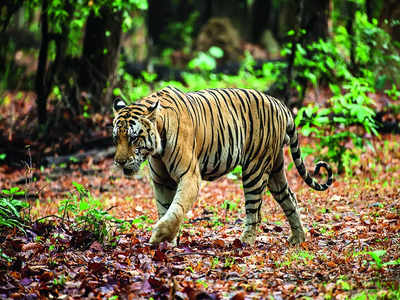 Save our forests: Koppal resident raises red flag over illegal tourism