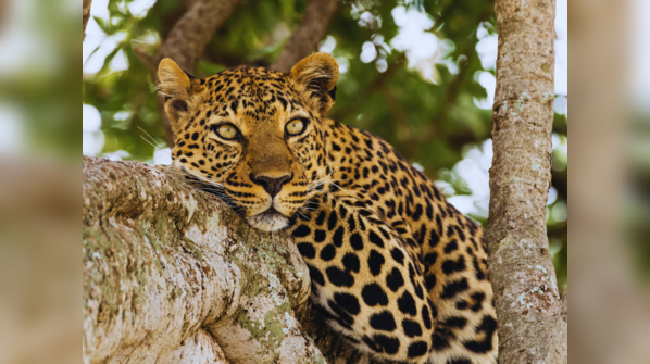 Spotted: Top 10 places to see leopards in India