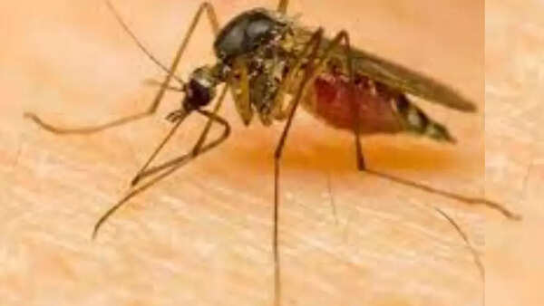Dengue cases down to single digits in Noida
