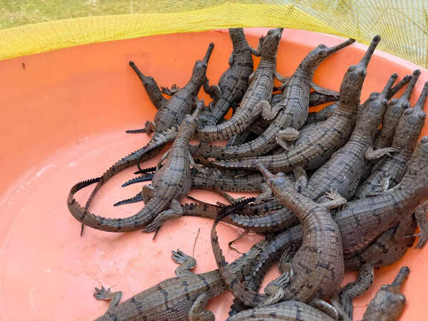 80 gharial hatchlings shifted to Palighat Rearing Centre