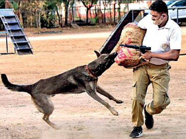 Gujarat’s K9 squad to get PAWsitive reinforcement