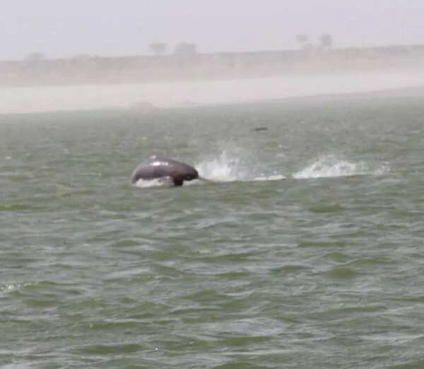 MoEF&CC launches second nationwide dolphin census, holds workshop in Bijnor