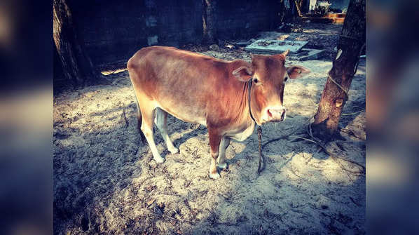 Kerala Vechur Cow: The smallest cattle breed in the world with ...