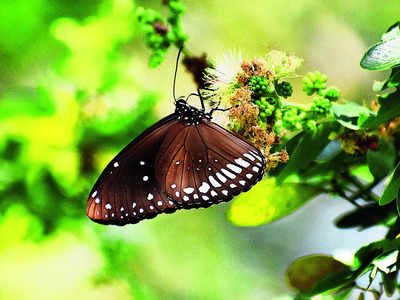 Story Behind the Photo: Metamorphosis