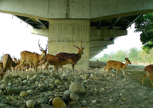 1st bunch of wild animals captured on camera using corridor under Del-Doon e-way