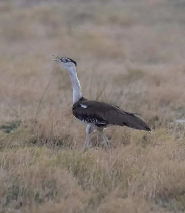 Great Indian Bustard remains absent from Nannaj Sanctuary and Boramani grasslands for second year in a row during census