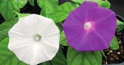 Gene editing used to change flower colour